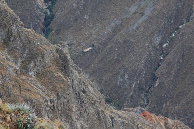 916-Cruz del condor,15 luglio 2013.JPG
